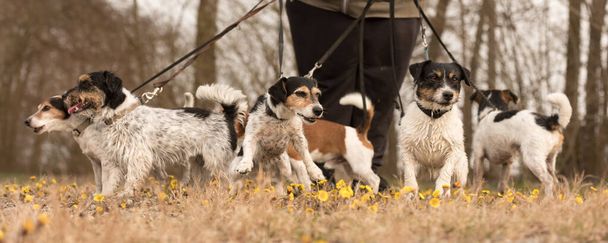 Dog sitter está paseando con muchos perros con una correa en la hermosa naturaleza en la primavera de temporada. Un paquete Russell Terrier. - Foto, Imagen