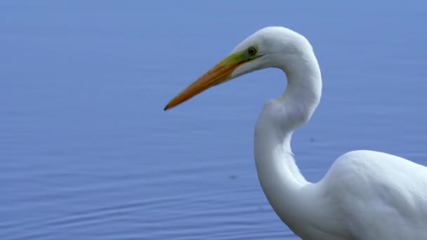 Grande Aigrette blanche vue de profil rapprochée. De l'eau bleue en arrière-plan. Images 4k de haute qualité - Séquence, vidéo