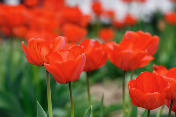 bunch of red tulips outdoors. easter background with flowers - Fotó, kép
