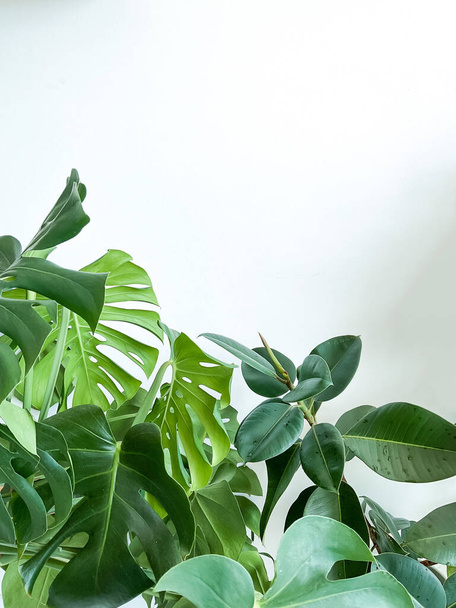 Monstera deliciosa plant en ficus op een witte achtergrond. Stijlvol en minimalistisch stedelijk jungle interieur. Lege witte muur en kopieer ruimte - Foto, afbeelding
