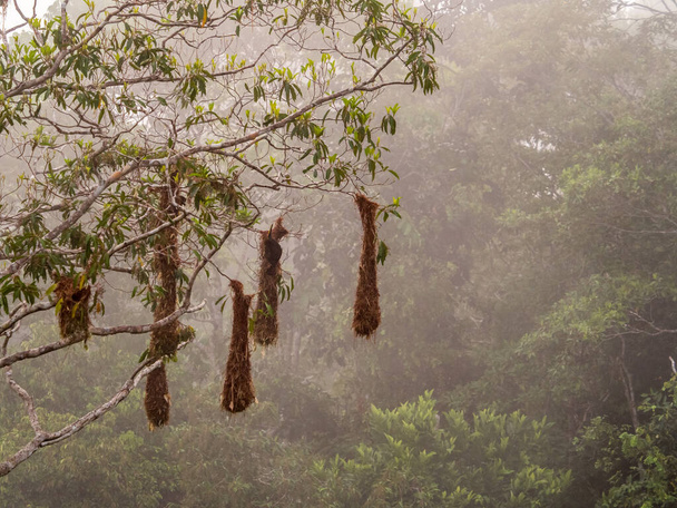Oropendola niche dans la jungle amazonienne, au Brésil, en Amérique latine. Psarocolius montezuma - Photo, image