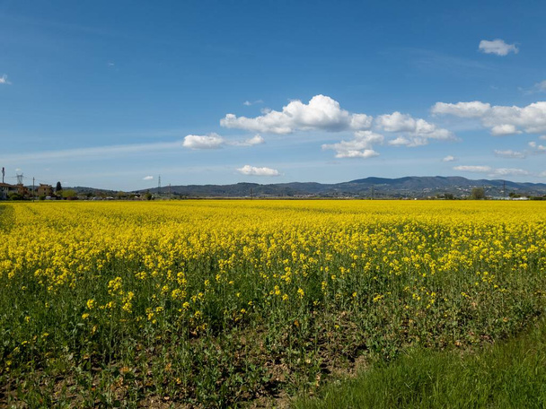 Vidéki táj virágzó repcemagmezővel - Fotó, kép