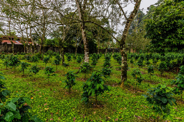 Näkymä kahvikasveja viljellään pellolla lähellä La Fortuna, Costa Rica aikana kuiva kausi - Valokuva, kuva