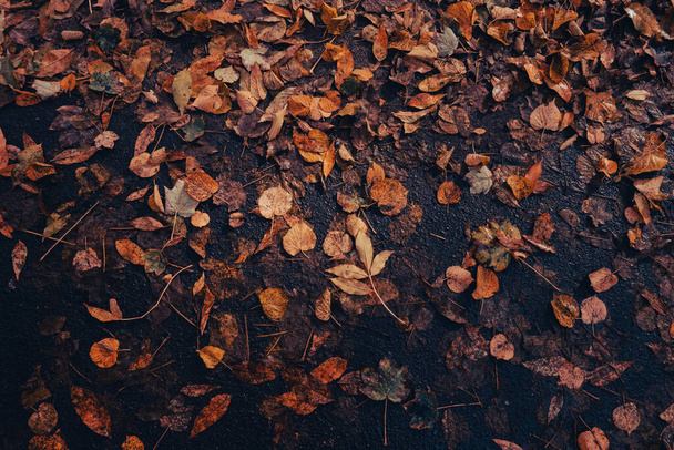 Πολύχρωμο φθινόπωρο πτώση φύλλα μοτίβο φόντο. Θέα μέσα από το φθινόπωρο φύλλωμα στο δάσος πάρκο. Χρυσά φύλλα δέντρου. Όμορφο δέντρο με κίτρινα φύλλα στο φθινόπωρο δάσος. Μονοπάτι γεμάτο φθινόπωρο - Φωτογραφία, εικόνα