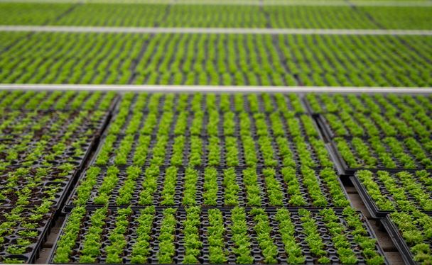 Uprawa różnych roślin paproci w szklarni w Westland, Holandia Północna, Holandia. Przemysł roślinny, - Zdjęcie, obraz