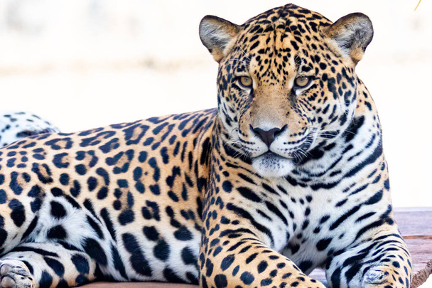 Jaguar Sudamericano (Panthera onca). Felino tropical - Foto, Imagen