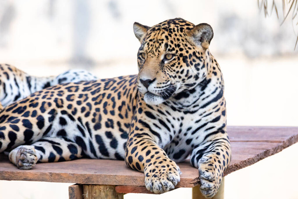 Südamerikanischer Jaguar (Panthera onca). Tropische Katzen - Foto, Bild