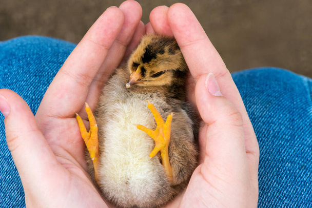 Extreme close-up of human hands holding a newly hatched chick. Selective focus, copy space. - Photo, Image