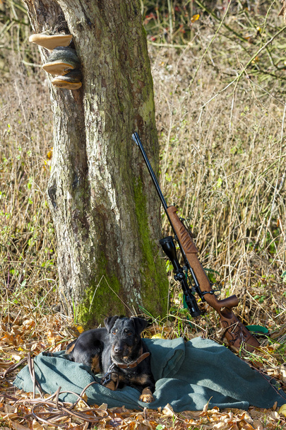 που βρίσκονται σκυλί κυνηγιού με ένα όπλο - Φωτογραφία, εικόνα