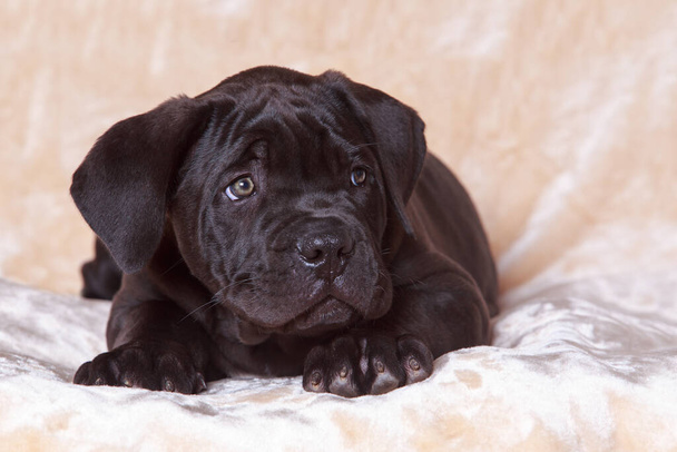 beautiful young cane corso italiano puppy on a beige blanket - Photo, Image