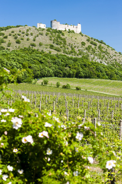 Руїни Devicky замку з виноградниками - Фото, зображення