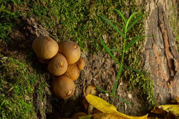 Bosschimmel. Gewone paddenstoel - Lycoperdon perlatum - groeit in groen mos in het herfstbos. - Foto, afbeelding