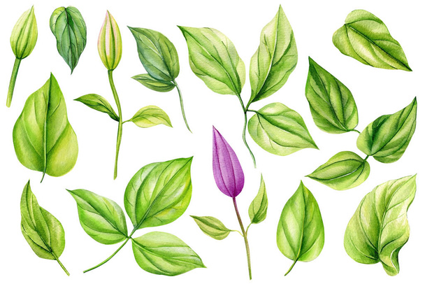 Set green leaves on an isolated white background. Watercolor illustrations. Climates bud and leaf. High quality illustration - Foto, imagen