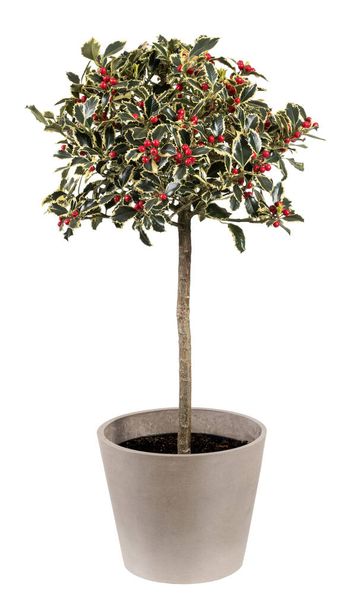 Растение с зелеными листьями и красными плодами, помещенное в керамический горшок, изолированный на белом фоне - Фото, изображение