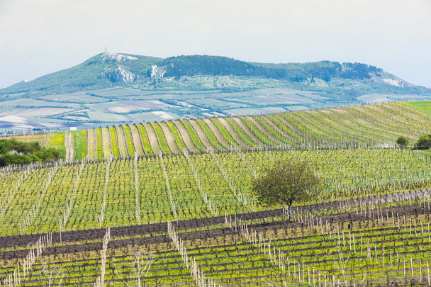 Spring vineyard, Palava - Photo, Image