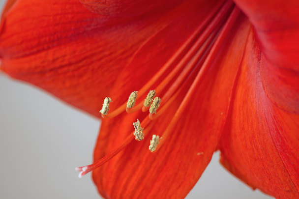 Vörös amaryllis virág - Fotó, kép