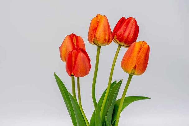 Tulipány květiny v červené váze  - Fotografie, Obrázek