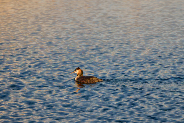 Podiceps cristatus, swimming on a lake on a spring day. - Photo, Image