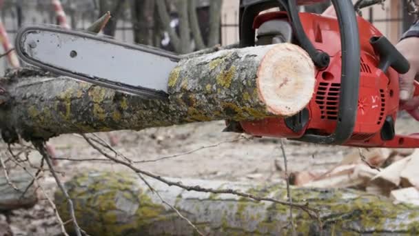starší dřevorubec používající motorovou pilu vyřezává strom pro dřevo na podpal venku, zblízka - Záběry, video