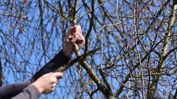 庭師は、観葉植物で大きな枝を切り取り、木で庭の春の仕事スローモーションビデオショット. - 映像、動画