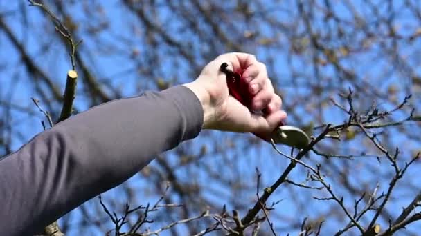 春には、男が剪定し、果樹の枝をトリミングし、庭で春の仕事スローモーションビデオショット. - 映像、動画
