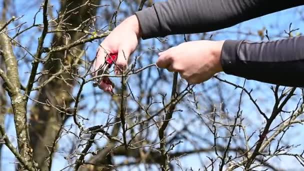 Primavera poda formativa de uma árvore e a formação de uma coroa de árvore, o trabalho de um jardineiro com árvores de fruto Slow Motion Video Shot. - Filmagem, Vídeo