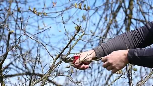 Baharda, bir adam meyve taşıyan bir ağacın dallarını budar ve budar, baharda bahçede çalışır Slow Motion Video Shot. - Video, Çekim
