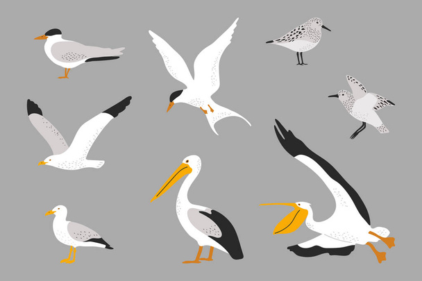 Aves marinhas desenhadas à mão. Gaivota, pelicano, tern e sandpiper ilustração. - Vetor, Imagem