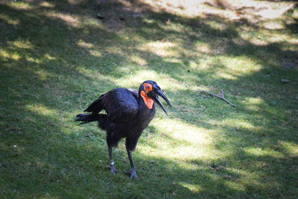 Black bird at the zoo. Autumn day at the zoo - Zdjęcie, obraz