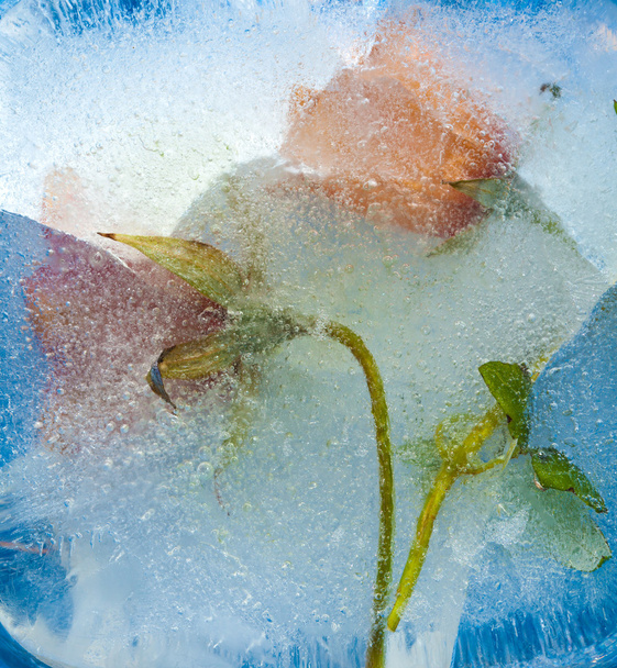 frozen flora - canarian bellflower - Valokuva, kuva