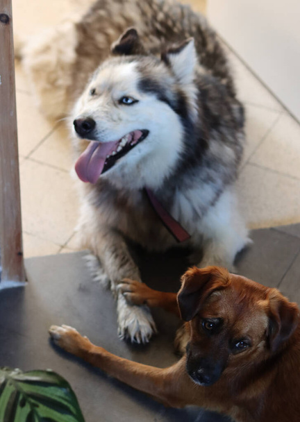Perro husky siberiano con su amigo acostado en el suelo gris. Dos perros sosteniendo patas. Mascotas concepto de amistad. Lindos perros de cerca foto.  - Foto, imagen