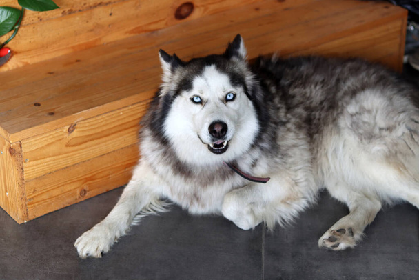 Alaska Malamute, retrato de cerca, enfoque selectivo. Lindo perro furia en casa. concepto de mascota feliz.  - Foto, imagen