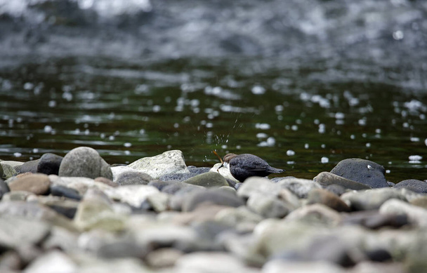 Nurkowie eurazjatyccy wystawiający i zagnieżdżający się na rzece - Zdjęcie, obraz