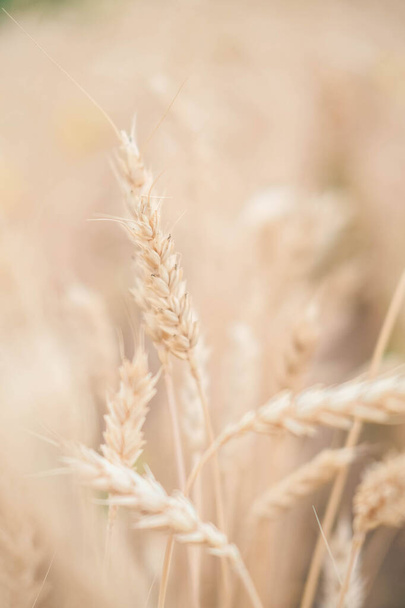 Ears of golden wheat in the field.Beautiful ears of wheat on the field - Valokuva, kuva