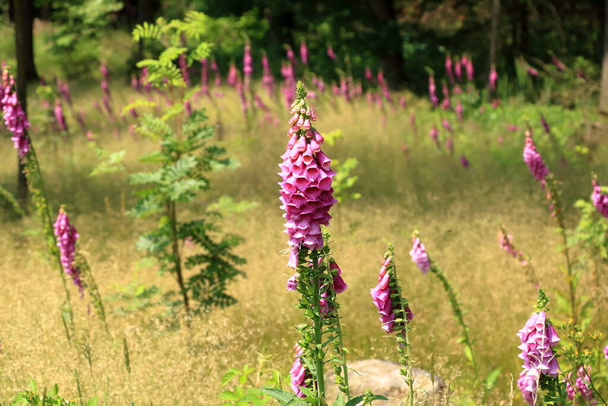Digitalis purpurea (roter Fingerhut) adlı bir ormanda zehirli bir çiçeğe yakın plan) - Fotoğraf, Görsel