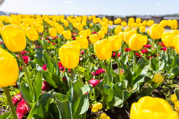 Nahaufnahme eines schönen Bündels gelber Tulpen, die im Frühling blühen und dem Garten mit ihrer natürlichen Schönheit Helligkeit und Frische verleihen. - Foto, Bild