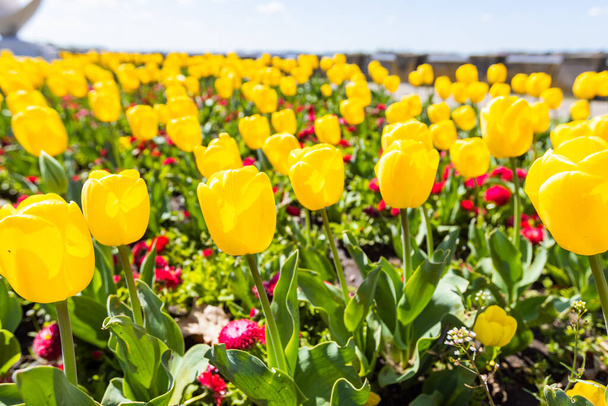Primer plano de un hermoso ramo de tulipanes amarillos que florecen en primavera, agregando brillo y frescura al jardín con su belleza natural. - Foto, Imagen