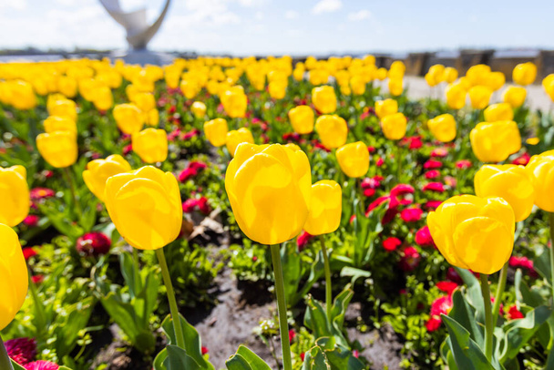 Close-up of a beautiful bunch of yellow tulips blooming in the springtime, adding brightness and freshness to the garden with their natural beauty. - 写真・画像
