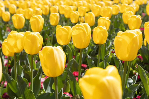 Close-up of a beautiful bunch of yellow tulips blooming in the springtime, adding brightness and freshness to the garden with their natural beauty. - Photo, image