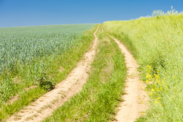 Зелене поле зі шляхом
 - Фото, зображення