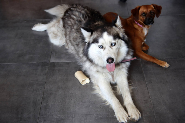 Siberiano husky y pequeño perro de raza mixta marrón de cerca foto. Divertidos perros lindos. Concepto de mejores amigos. Espacio para texto.  - Foto, imagen