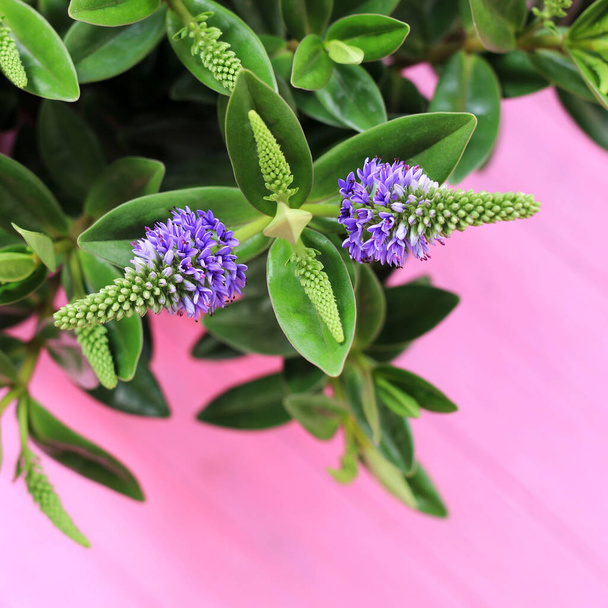 Όμορφα μοβ λουλούδια Hebe Addenda σε άνθιση επίσης γνωστή ως Θρούμπι Βερόνικα σε ροζ φόντο. Κοντινό πλάνο. Αντιγραφή χώρου. - Φωτογραφία, εικόνα