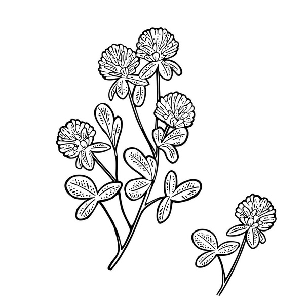 Branch of red clover. Vector engraving vintage color illustration. Isolated on white background. - Vector, Imagen