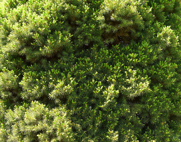 若い芽が近いカナダのトウヒの針。自然背景. - 写真・画像