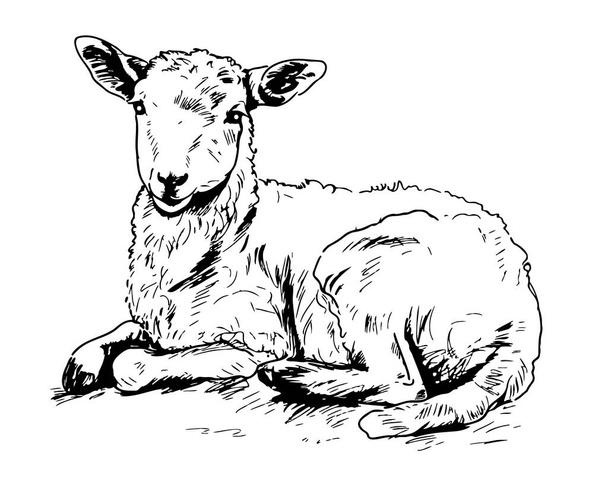 Söpö lammas valehtelee käsin piirretty luonnos kuva - Vektori, kuva