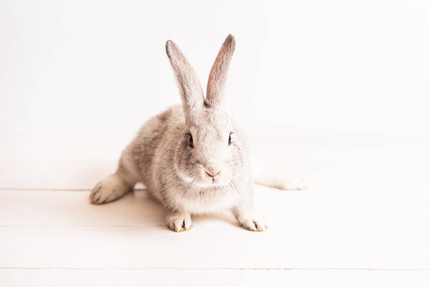 schattig grappig konijn van grijze kleur op een lichte houten tafel. Decoratief konijn, fokkonijnen. Konijnenras reus. Plaats voor tekst. Paashaas. Heerlijke huisdieren - Foto, afbeelding