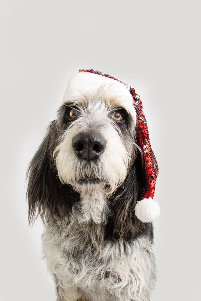 Portrait cute and adult Blue Gascony Griffon dog celebrating christmas with a red santa claus hat. Isolated on white background - Valokuva, kuva