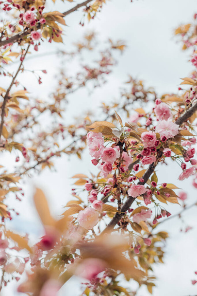 blooming sakura tree with pink flowers  - Zdjęcie, obraz