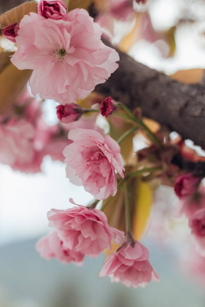 blooming sakura tree with pink flowers  - Zdjęcie, obraz