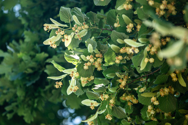 exuberante follaje de tilo sobre fondo verde brillante. árbol de tilo símbolo del verano - Foto, Imagen